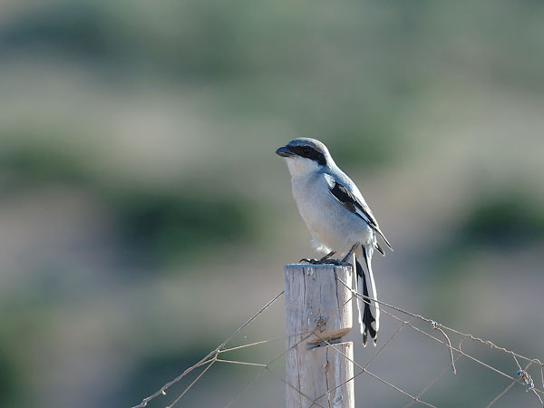 Etelänisolepinkäinen, Southern Grey Shrike, Lanius meridionalis